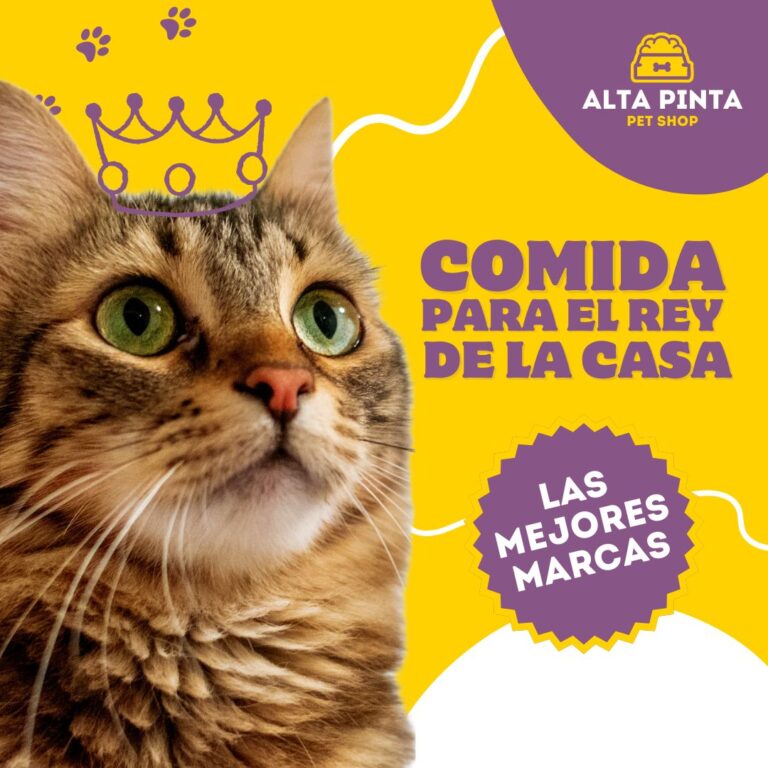 post de instagram pet shop comida gatos ilustrado púrpura amarillo